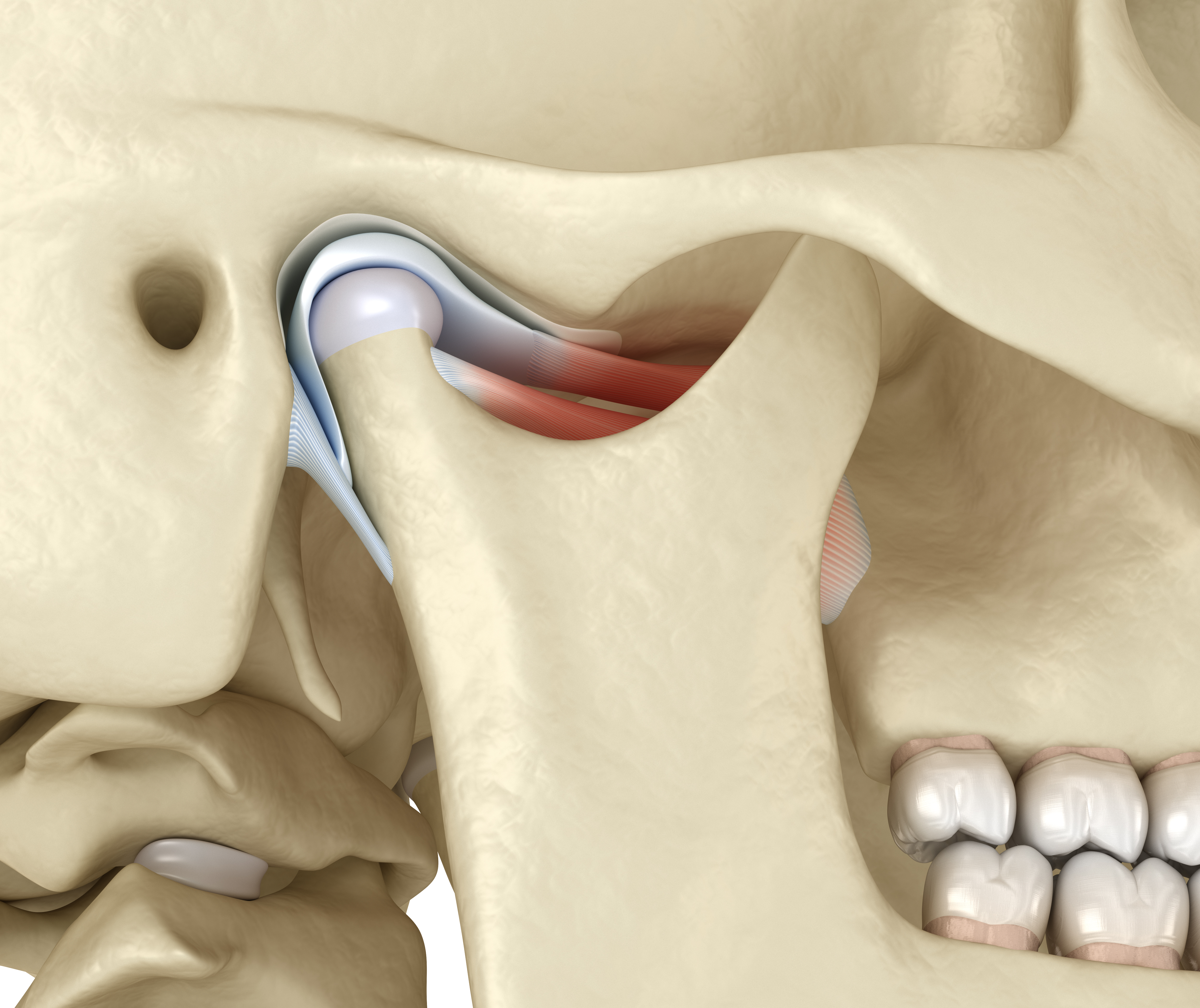 Normal TMJ anatomy illustration
